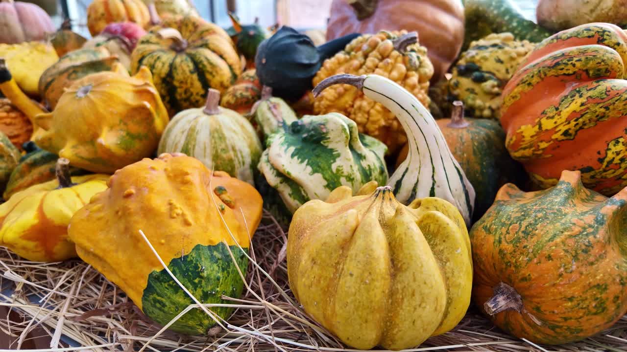 Slow panning close-up of assorted decorative gourds displayed on a table, showing diverse shapes, textures, and bright autumn tones