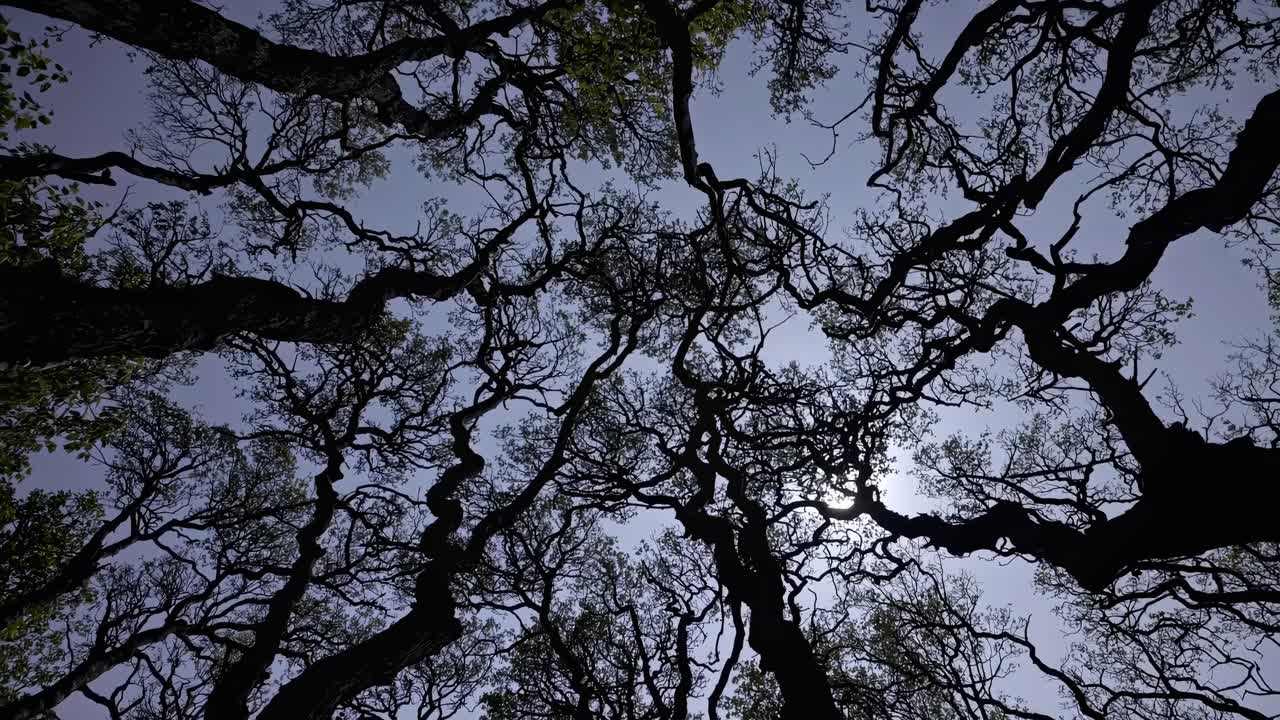 Dramatic upward angle video of tangled tree branches against a twilight sky, creating a mysterious
