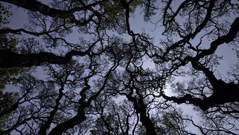 dramatic upward angle video of tangled tree branches against a twilight sky, creating a mysterious