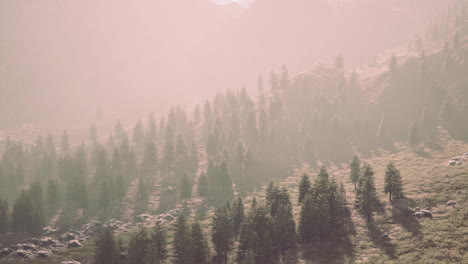 Fir-and-other-pine-trees-on-mountains-on-a-sunny-end-of-summer