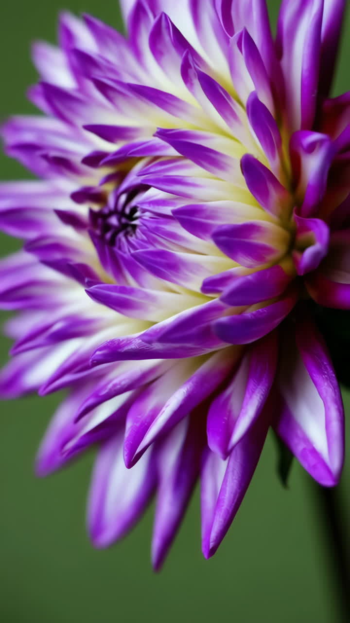 Close-up of a Purple and White Dahlia