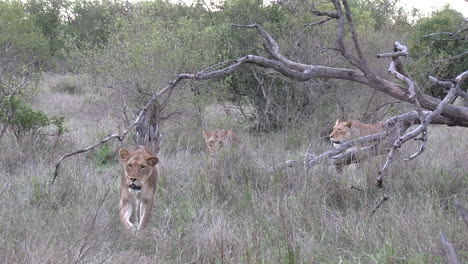 Eine-Gruppe-Von-Drei-Löwinnen,-Die-Gemeinsam-Durch-Den-Afrikanischen-Busch-Gehen