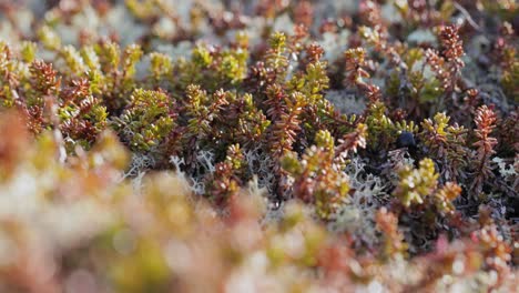 Arctic-Tundra-lichen-moss-close-up.-Found-primarily-in-areas-of-Arctic-Tundra,-alpine-tundra,-it-is-extremely-cold-hardy.-Cladonia-rangiferina,-also-known-as-reindeer-cup-lichen.