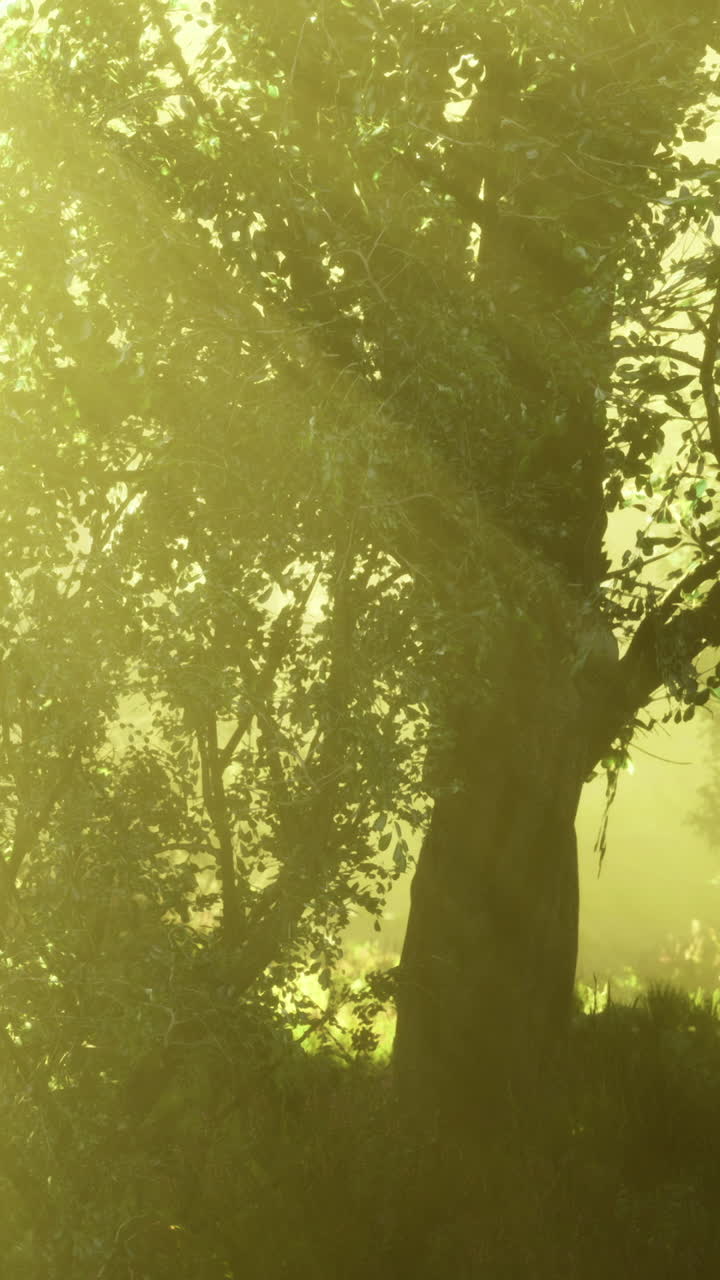 Golden light softly filters through lush trees in a tranquil forest atmosphere