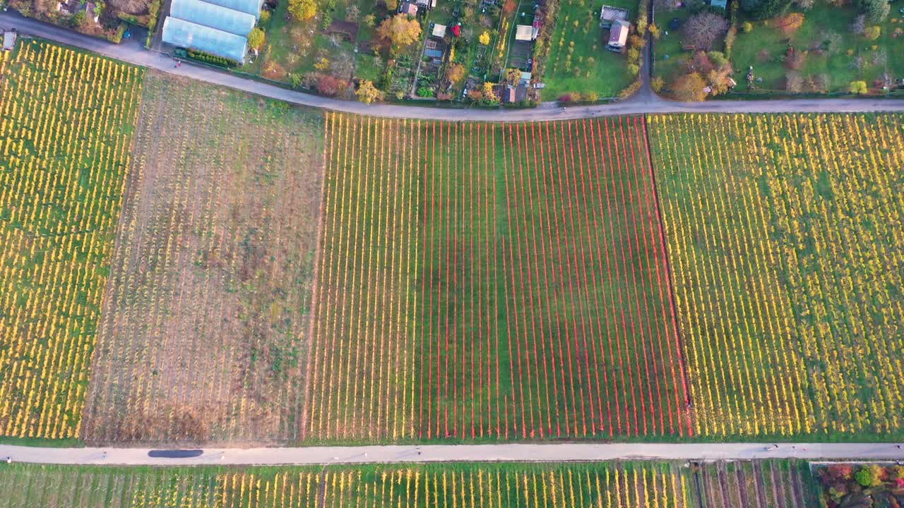 독일 슈투트가르트에서 4k의 아름다운 색상과 계곡으로 가을 동안 도시를 드러내는 포도밭을 가로질러 앞으로 날아가는 공중 하향식