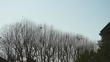 Multiple-birds-nests-in-trees