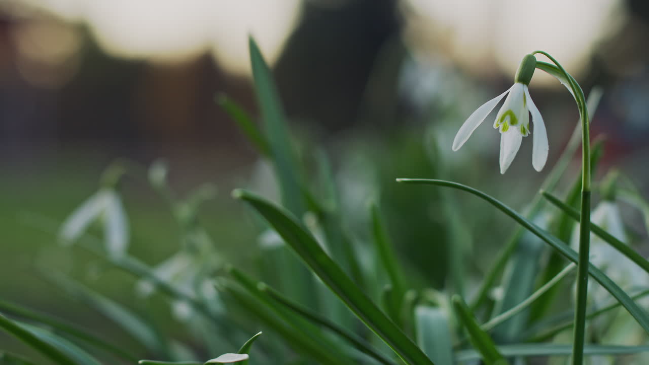春の花スノー ドロップのクローズ アップ マクロ撮影