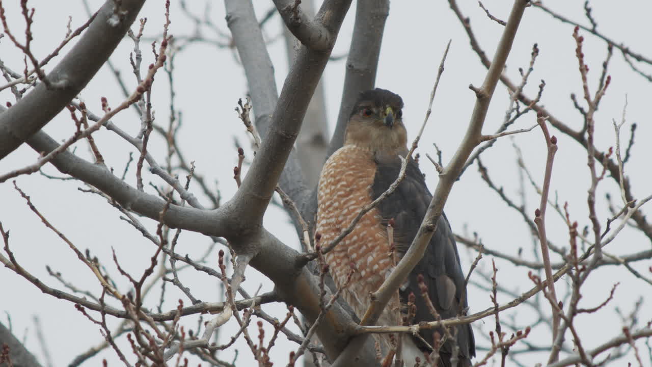 halcón de california cooper mirando a su alrededor