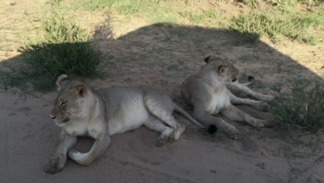 Dos-Leones-Africanos-Se-Relajan-A-La-Sombra-De-Un-Vehículo-De-Safari-En-El-Kalahari