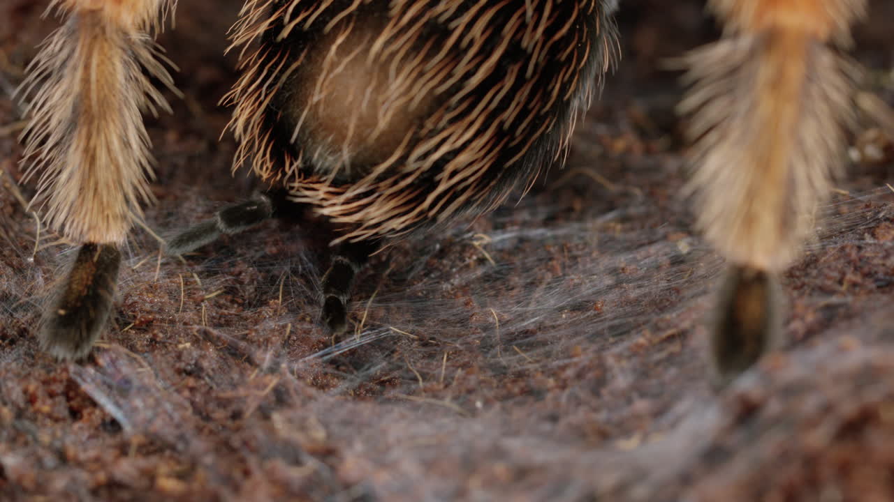 뒤에서 멕시코 붉은 무릎 타란툴라 - 뒷다리와 방적구에 가까이
