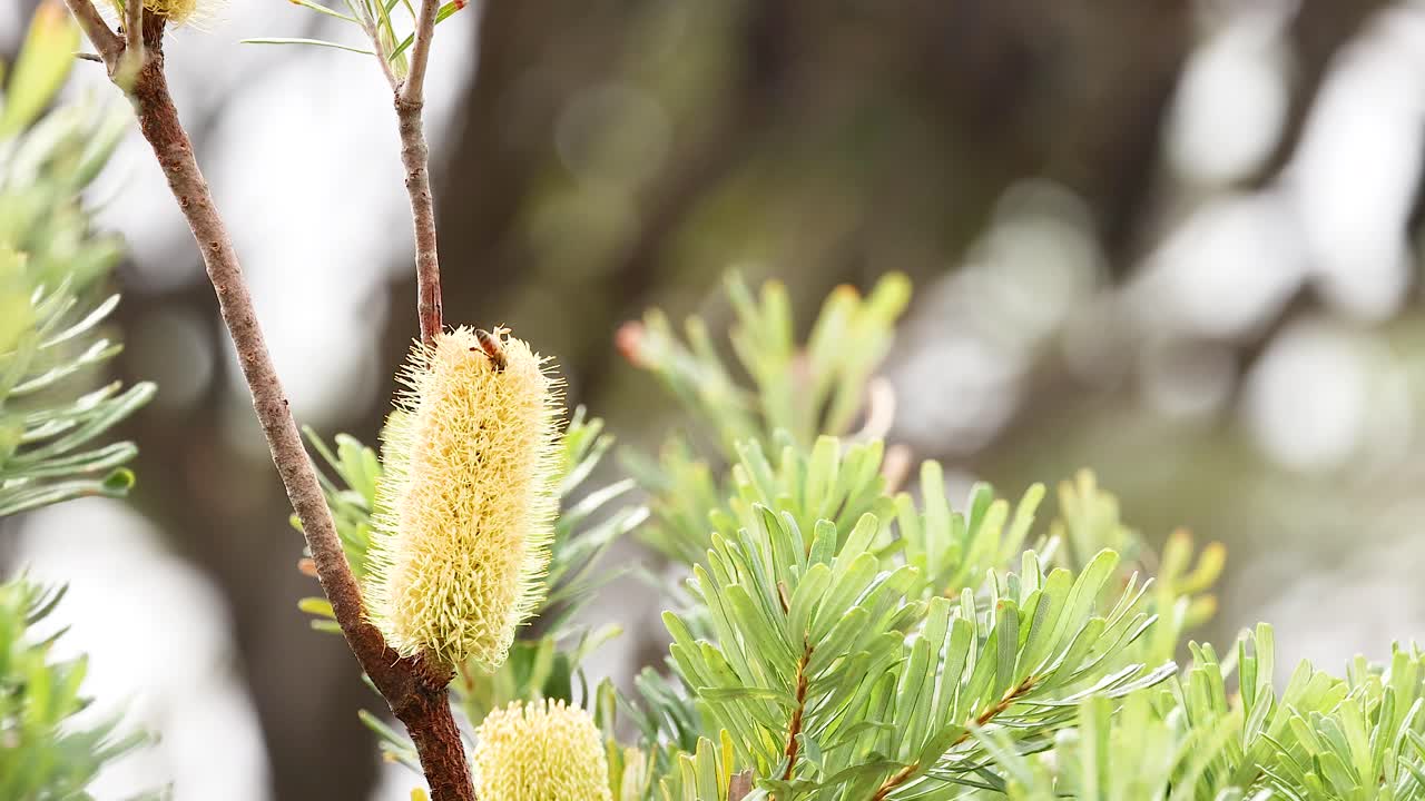 Close-up of Banksia flowers swaying gently in the wind, captured with natural lighting and a soft focus background