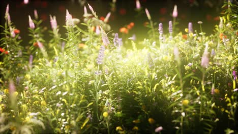 flores silvestres en el campo