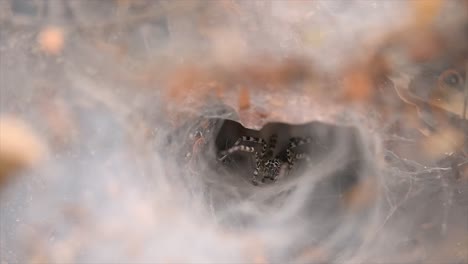 A-spider-found-in-low-land-forests-with-snare-of-web-on-the-ground-designed-like-a-funnel-tapered-from-wide-to-a-narrow-tunnel-in-which-it-will-bring-its-prey-deep-inside