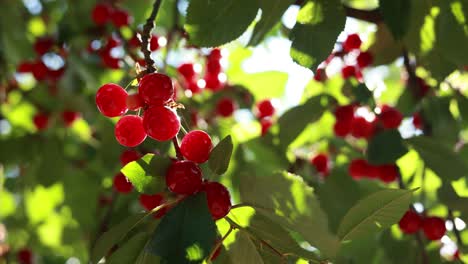 primer plano de cerezas en un árbol
