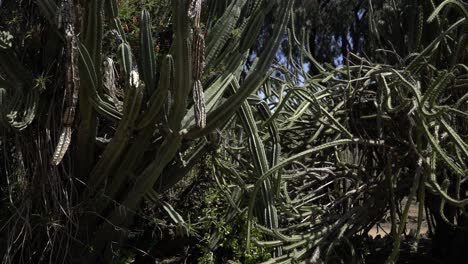 Cacerola-De-Cactus-Cereus-Derecha-Con-Viento