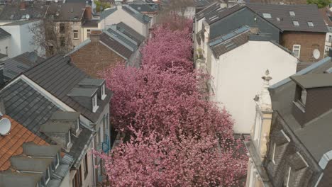 kirschblüte cherry花在海特街 (heerstraße) 海特街(heerstreet)和海特大道 (breitestraße) 之間的空中拍攝