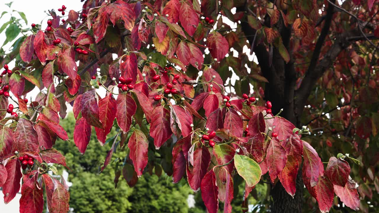 Close-up of vibrant red dogwood leaves and small red berries on a cloudy, overcast day