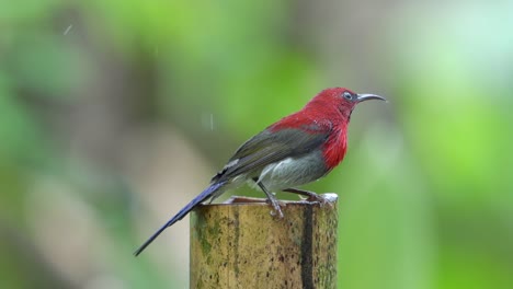 Ein-Schöner-Vogel-Javan-Sunbird,-Der-Ein-Bad-Im-Frischen-Wasser-Genießt