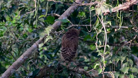 魚烏 (buffy fish owl) 是一個大型烏,但卻是四種烏中最小的