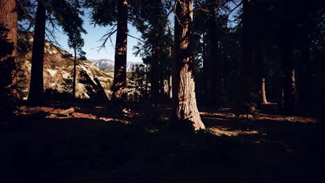 árbol de secuoya en el parque nacional de yosemite