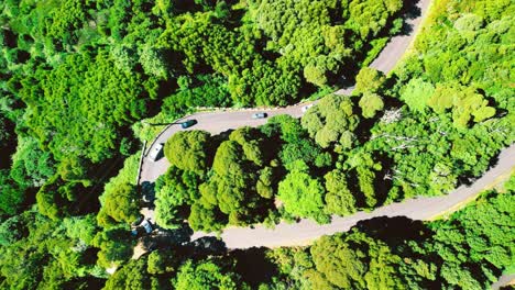 vista superior de los autos que se mueven en un camino ventoso con árboles verdes a los lados