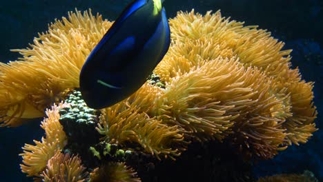 colorful yellow anemone