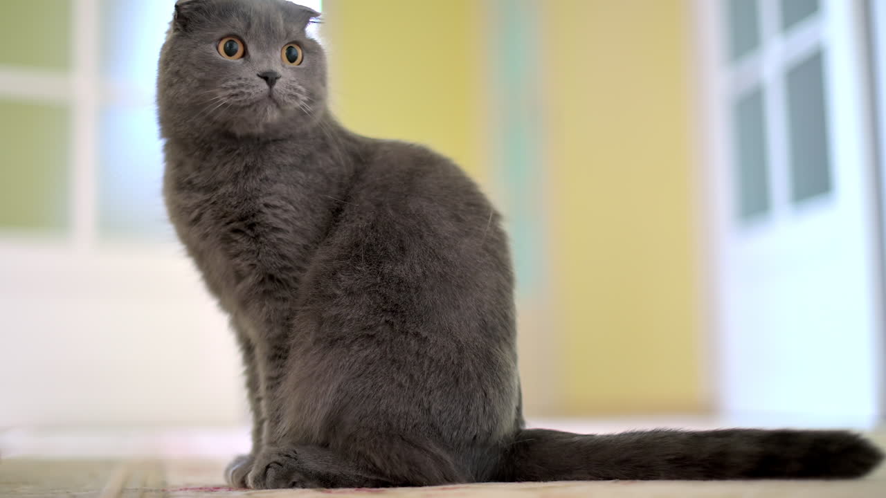 Scottish Fold cat with orange eyes yawning in the house