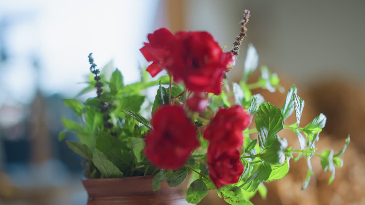 Brilho de planta de erva. Peitoril de janela ensolarado com erva e rosa florescendo. Cena de cozinha aconchegante com arranjo de rosa vermelha e ervas. Ambiente doméstico acolhedor com rosa vermelha em vaso e ervas aromáticas na mesa.