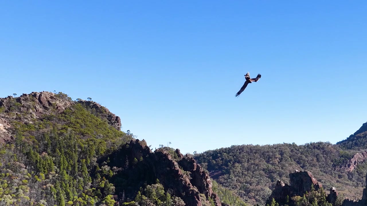 Aquila in volo su un aspro paesaggio montano