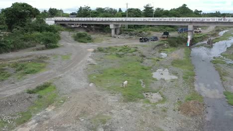 Aerial-shot-of-cow-eating-in-the-middle-of-a-quarry-site