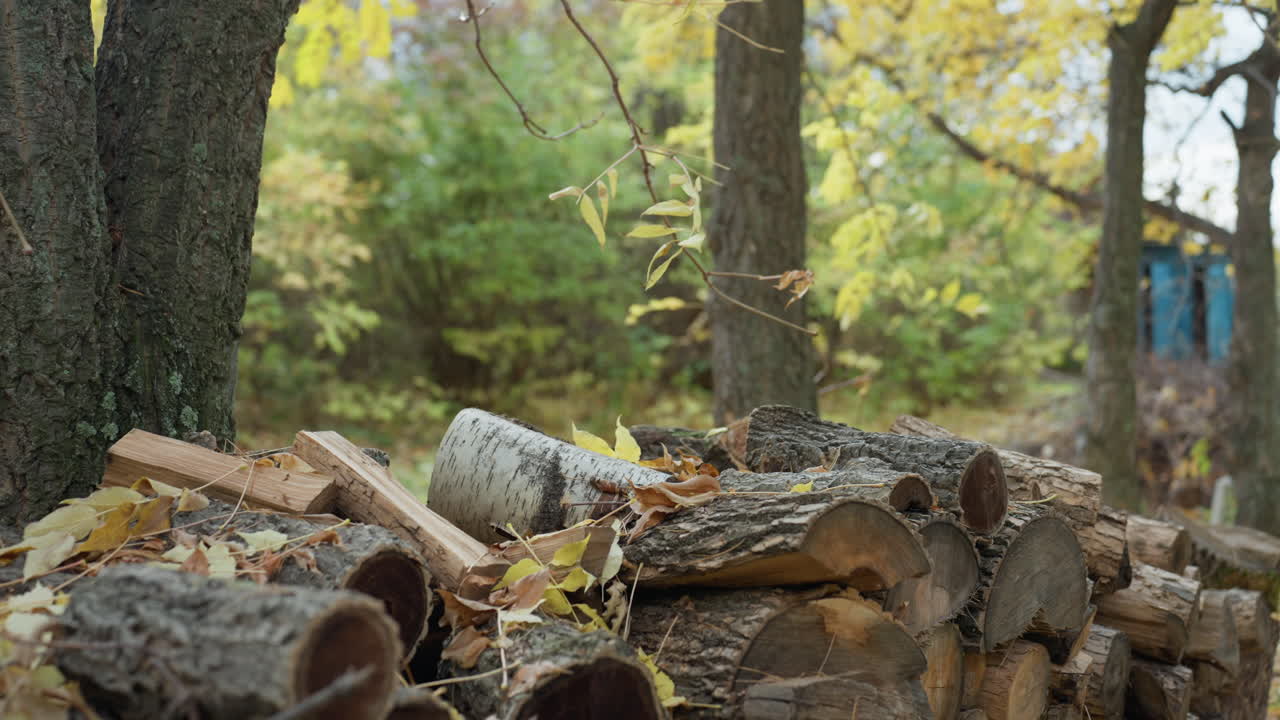stacked birch logs in forest, calm autumn light filters through yellow leaves, moss and lichen cover rough bark, close up view of seasoned wood pile, woodcutter preparation near rustic shed, damp