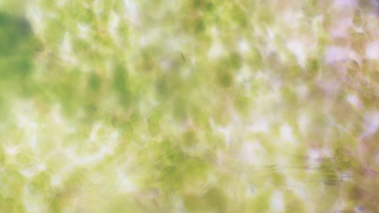 estructura del virus bajo un microscopio