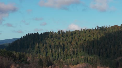 Cinematic-drone-shot-over-redwood-trees-with-blue-sky-and-some-clouds