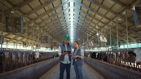 animal farm managers talking holding tablet computer inside modern cowshed barn.