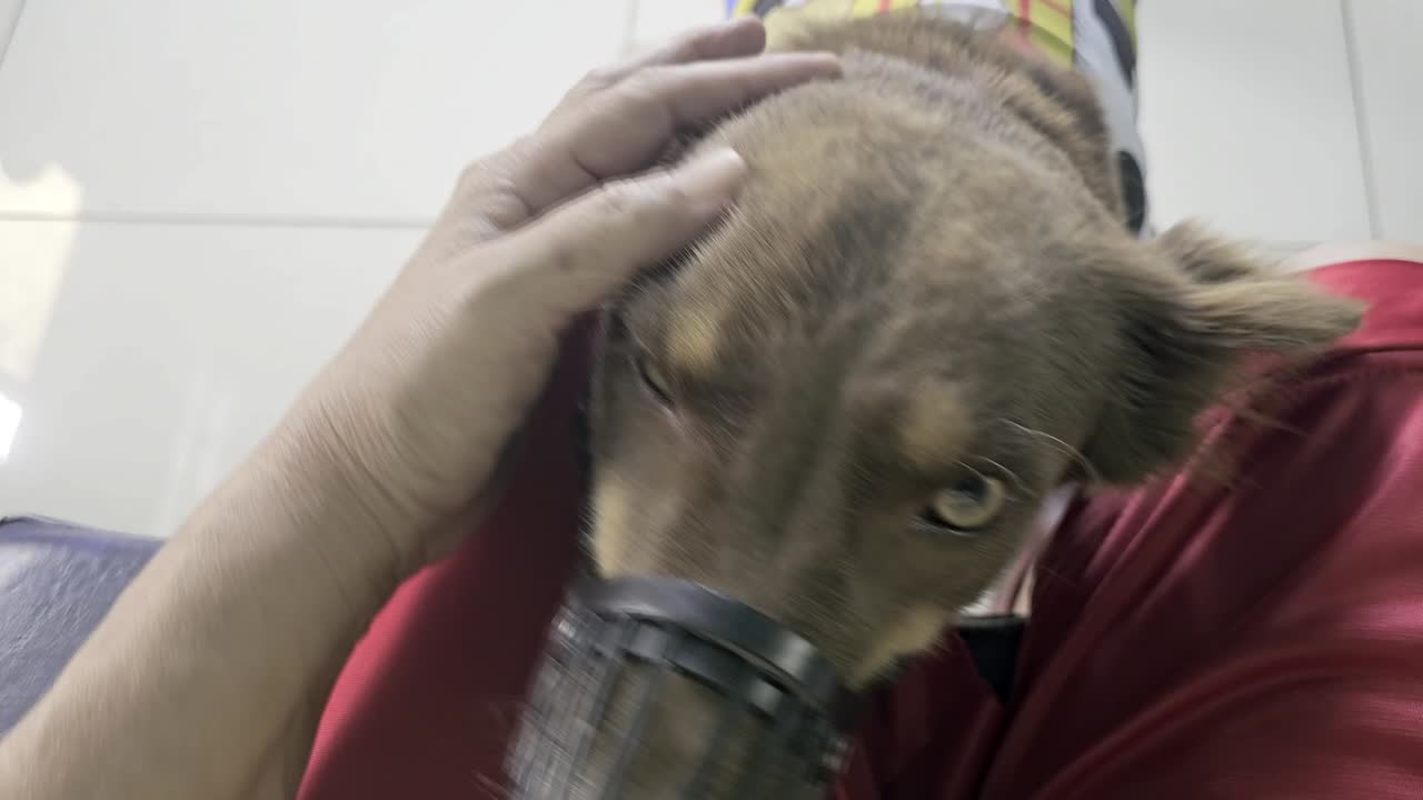 입구 를 착용 한 애완 동물 개 는 주인 에게 순종 하는 행동 을 한다