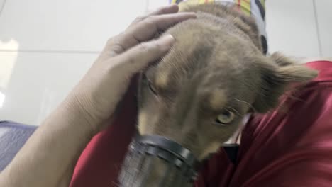 perro de mascota con hocico que actúa obediente a su dueño