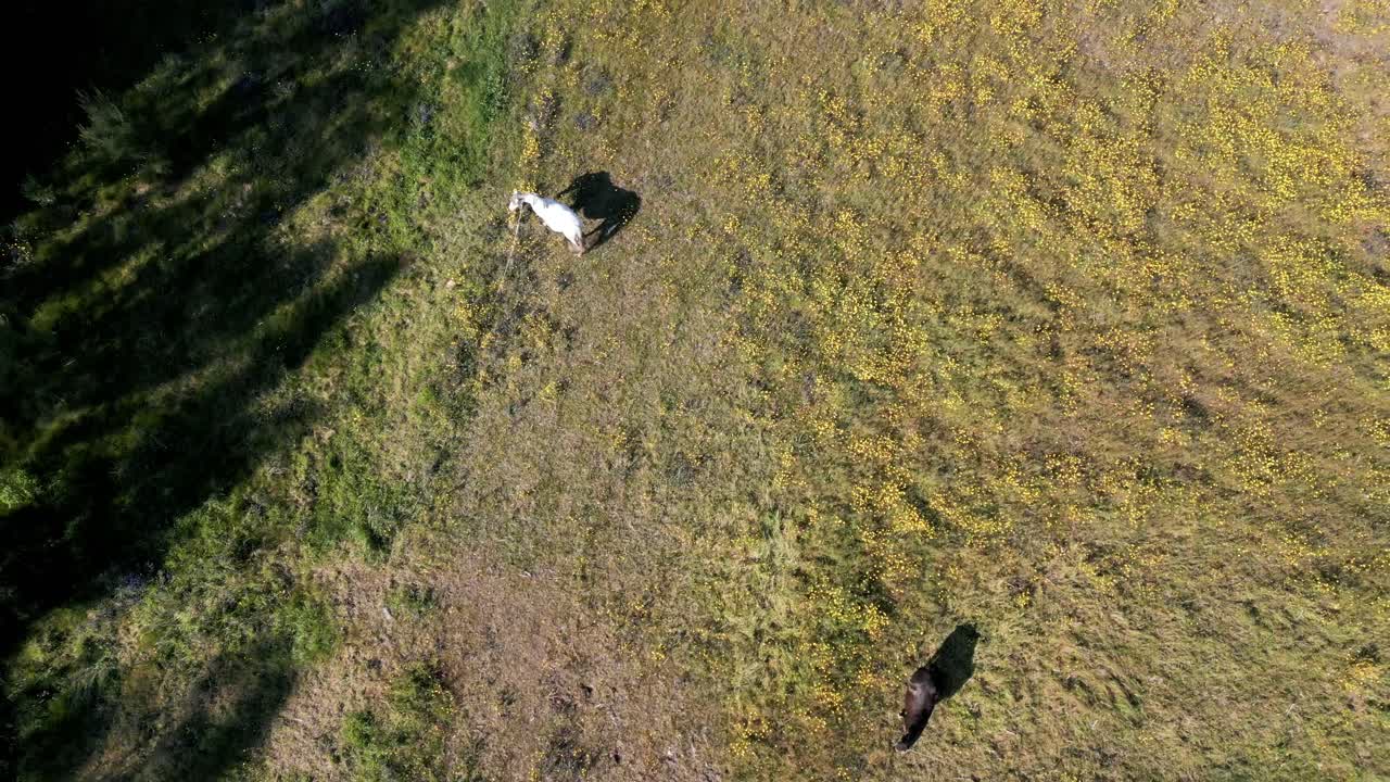 그림자 와 함께 빛 들판 에 있는 두 마리 의 말 의 공중 촬영