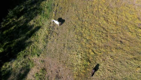 Toma-Aérea-De-Dos-Caballos-En-Un-Campo-Iluminado-Por-El-Sol-Con-Sombras