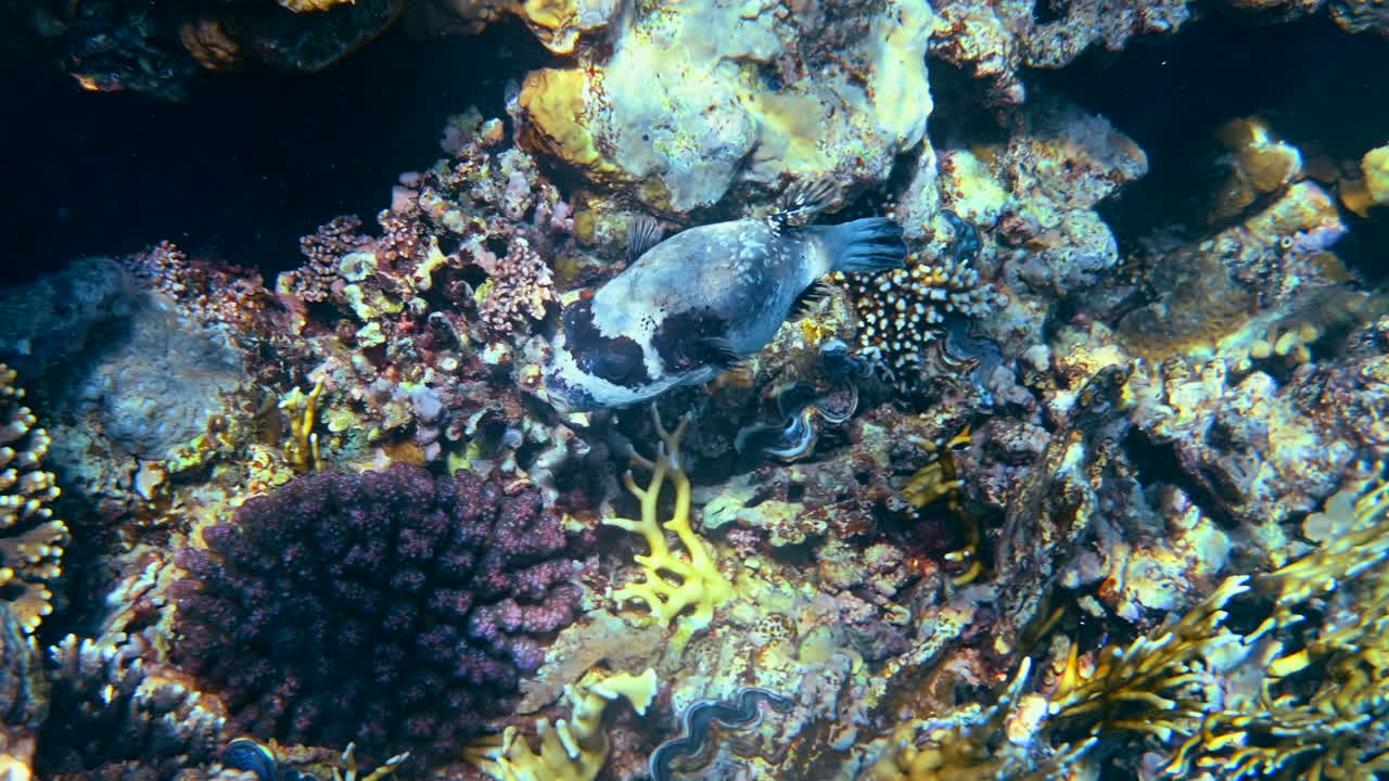 Close up of a Masked puffer fish swimming near a coral reef