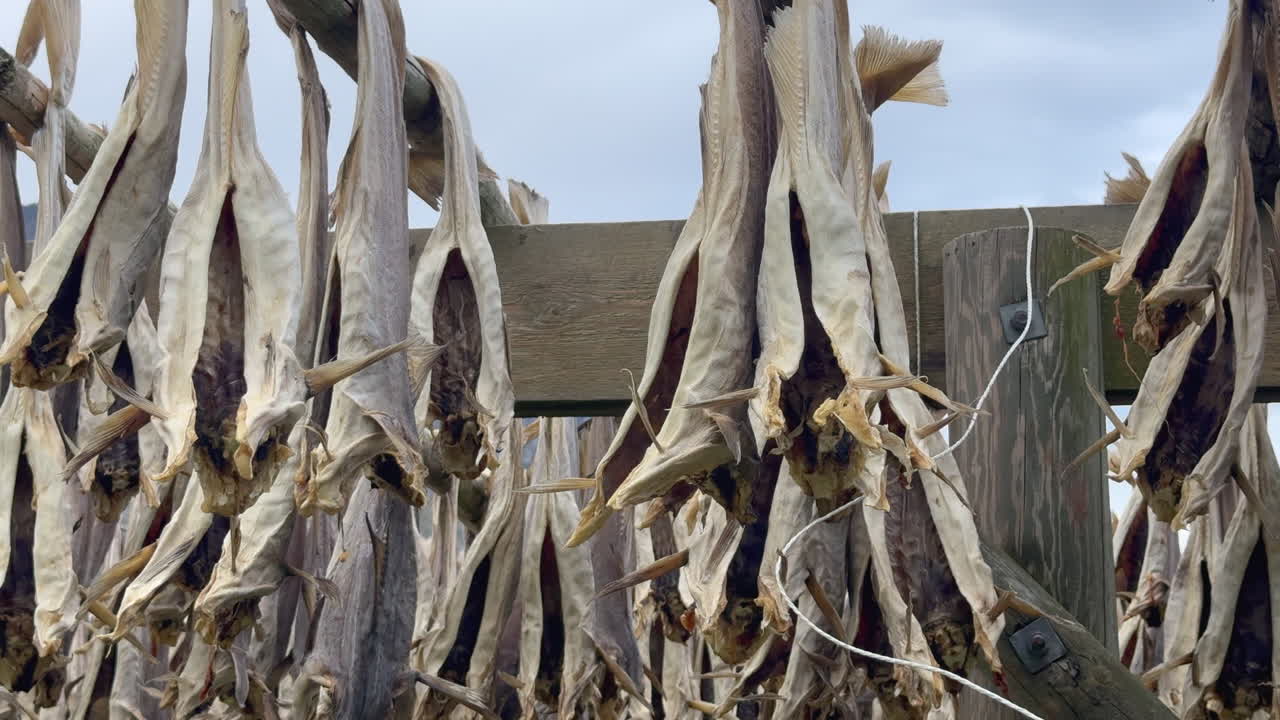 Stockfish, or skrei, a variety of Arctic cod, dries on wooden racks in Lofoten Islands, Norway