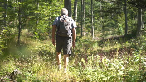 a man hiking in a forest