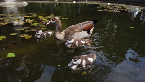 adult egyptian goose and goslings in pond