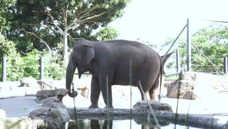 large elephant walking through his territory in the zoo - medium shot