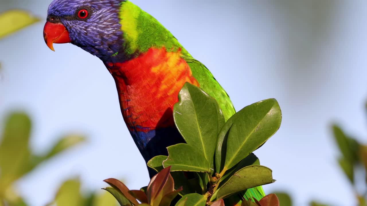 A colorful lorikeet perched amidst lush green leaves, showcasing its vivid plumage against a clear sky.