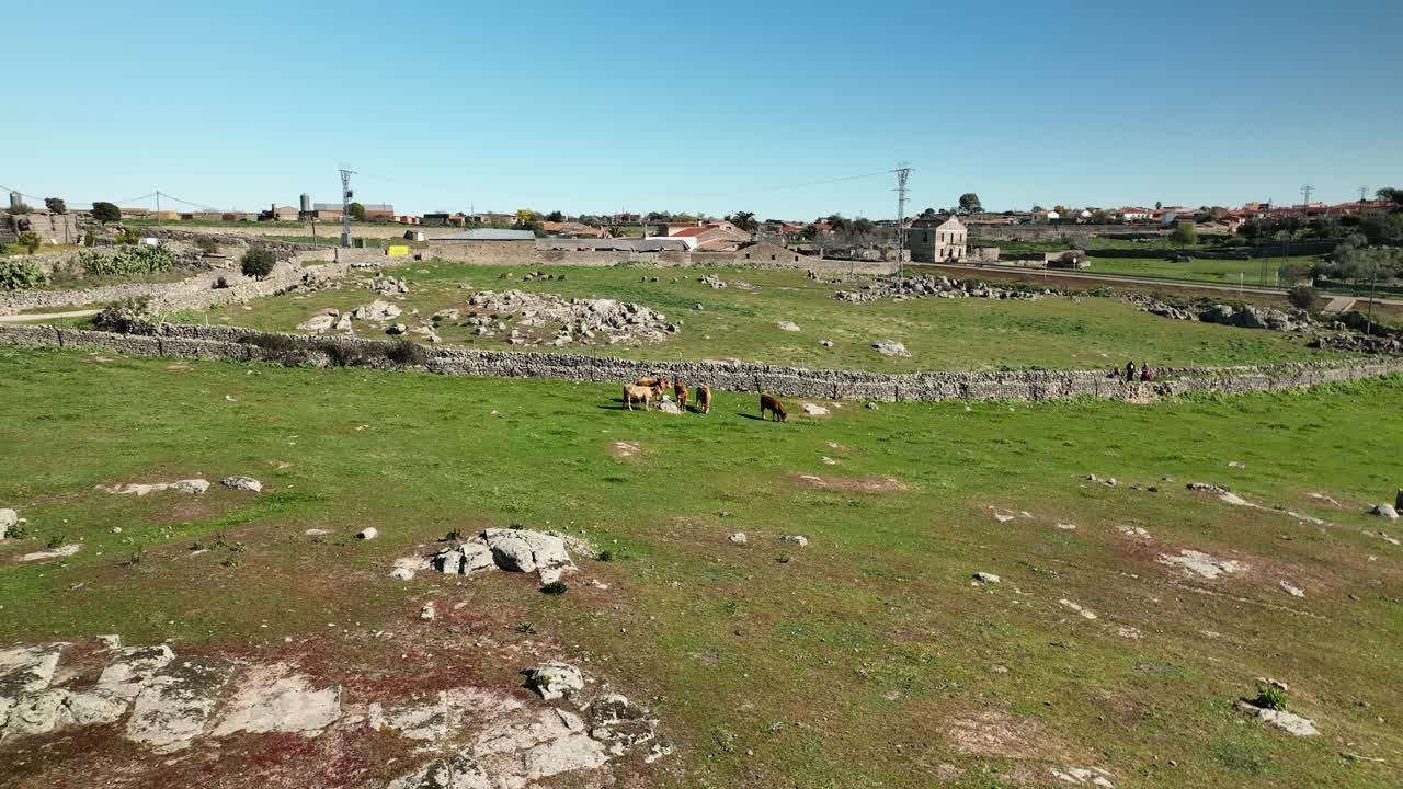 el ganado en la naturaleza quiere estar en el rodaje