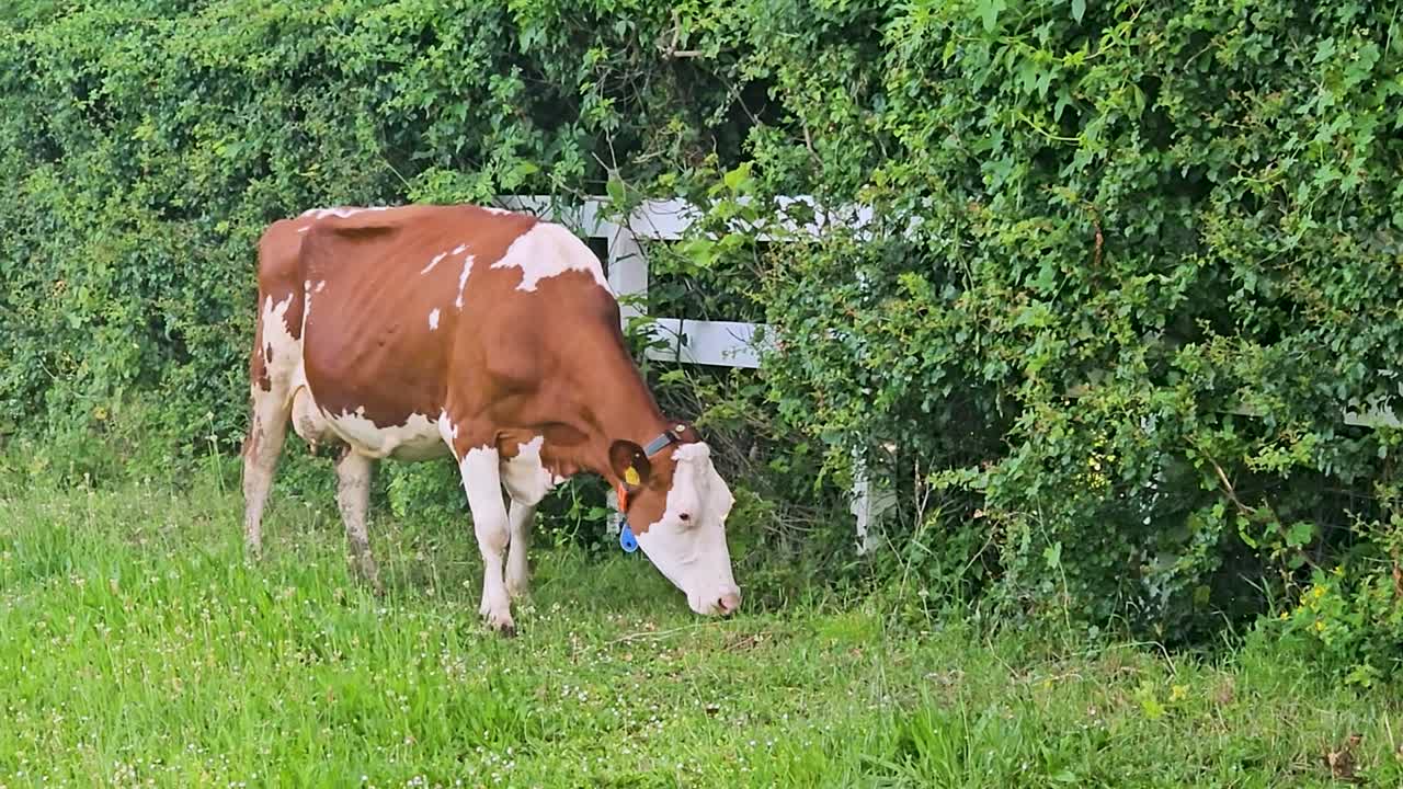 Sapi memakan rumput di dekat pagar piket di Swiss