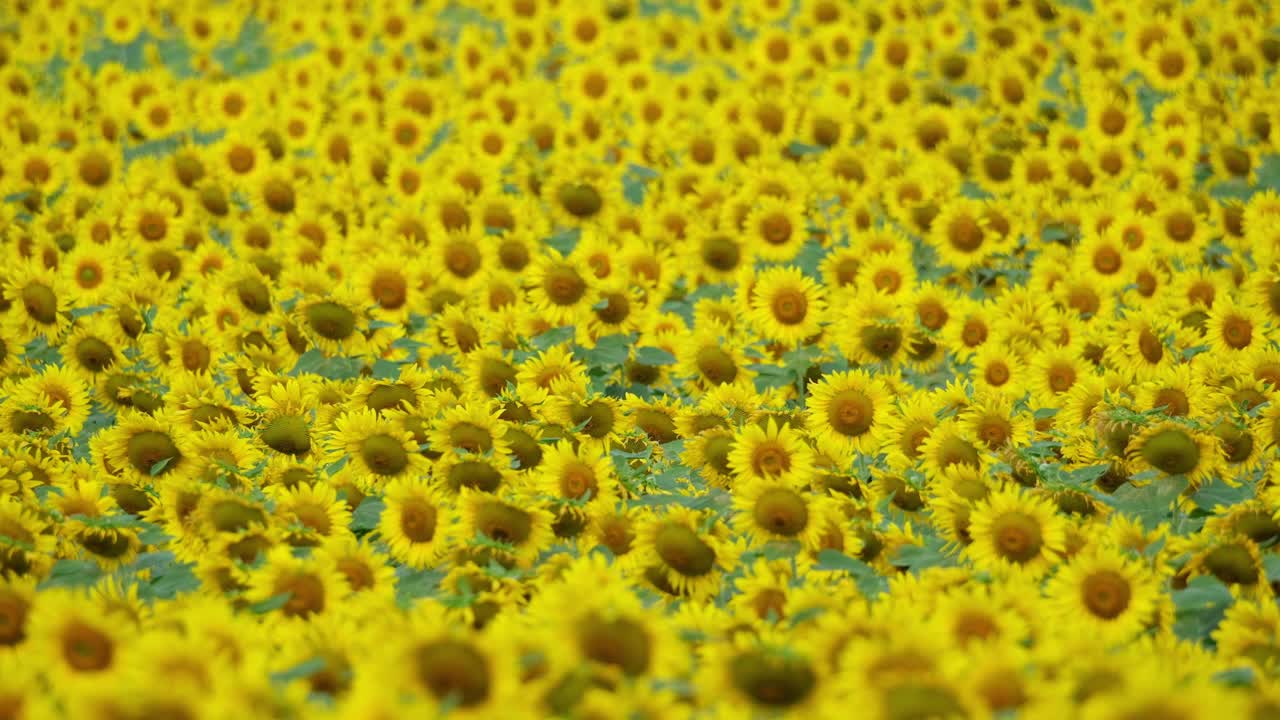 mare di girasoli comuni che si muovono con il vento, helianthus annuus, tailandia