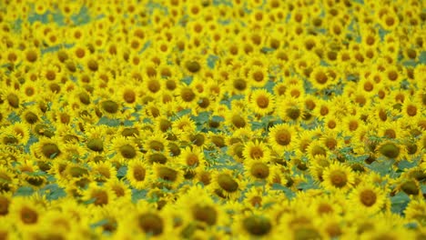 un mar de girasoles comunes que se mueven con el viento, helianthus annuus, tailandia