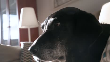 an elderly black dog is lying on a couch on a sunny day