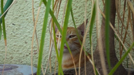 Indische-Billi-Rasse,-Auch-Bekannt-Als-Indische-Gewöhnliche-Katze